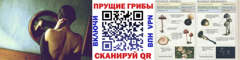 блэк спрут зеркало  Судак  Галлюциногенные грибы Psilocybe  сколько стоит 